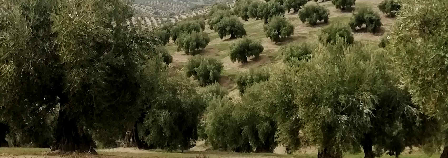 Aceite de Oliva de Cosecha Temprana