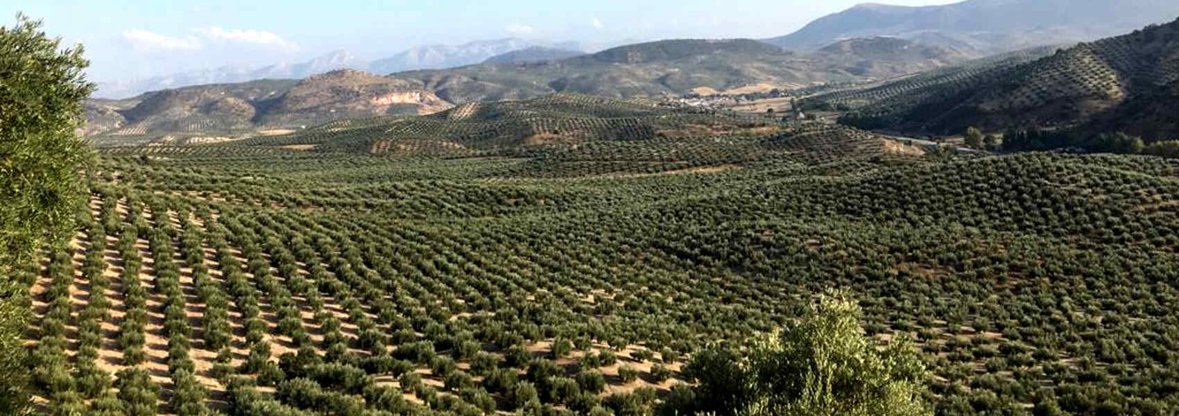 Aceite de Oliva Virgen Extra fresco de Ja&eacute;n